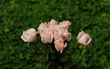 Rose Foto Wallpaper (9) #20