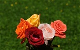 Rose Foto tapety (10) #13