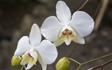 Orchidej tapety foto (1)