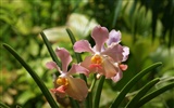 Orchid wallpaper photo (1) #2