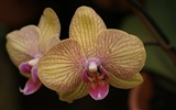 Orchid Tapete Foto (1) #3