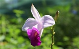 Orchidej tapety foto (1) #7