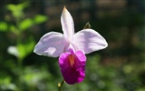 photo papier peint Orchid (1) #8