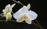 photo papier peint Orchid (1) #9