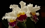 Orchid wallpaper photo (1) #10