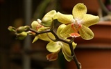 Orchid Tapete Foto (1) #11