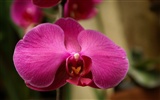 Orchidej tapety foto (1) #12