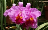 Orchidej tapety foto (1) #14