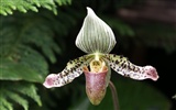 Orchidej tapety foto (1) #16