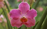 Orchidej tapety foto (1) #19