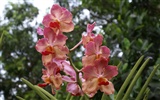 Orchidej tapety foto (1) #20