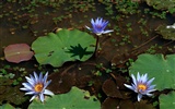 Lotus photo wallpaper (1) #3