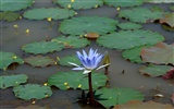 Lotus tapety foto (1) #6