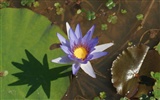 Lotus tapety foto (1) #9