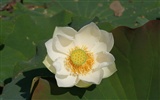 Lotus photo wallpaper (1) #13