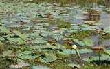 Lotus photo wallpaper (1) #16