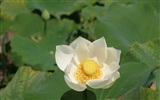 Lotus photo wallpaper (1) #20