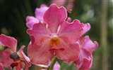 Orchid wallpaper photo (2)