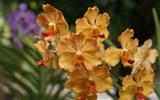 Orquídea foto de fondo de pantalla (2) #5
