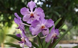 Orchid wallpaper photo (2) #6