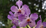 Orchid wallpaper photo (2) #7