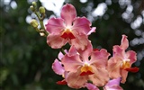 Orquídea foto de fondo de pantalla (2) #9