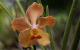 Orchidej tapety foto (2) #14