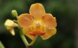 Orquídea foto de fondo de pantalla (2) #15