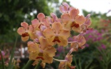 Orchid wallpaper photo (2) #17