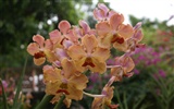 Orchidej tapety foto (2) #17