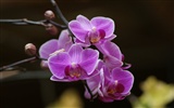 Orquídea foto de fondo de pantalla (2) #20