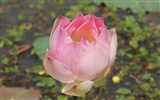 Lotus photo wallpaper (2) #3