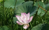 Lotus photo wallpaper (2) #6