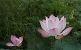 Lotus photo wallpaper (2) #7