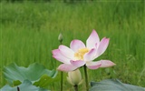 Lotus photo wallpaper (2) #11