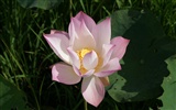 Lotus photo wallpaper (2) #13