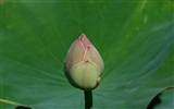 Lotus photo wallpaper (2) #14