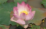 Lotus photo wallpaper (2) #15