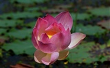 Lotus photo wallpaper (2) #17