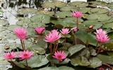 Lotus photo wallpaper (2) #20