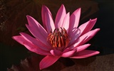 Lotus photo wallpaper (3) #2