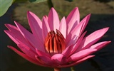 Lotus photo wallpaper (3) #3