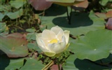 Lotus photo wallpaper (3) #13