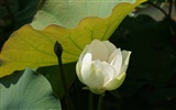 Lotus photo wallpaper (3) #16