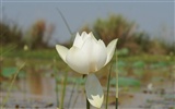 Lotus photo wallpaper (3) #18