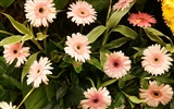 Colorful flowers decorate wallpaper (2)