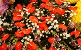 Colorful flowers decorate wallpaper (3) #13