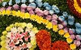 Colorful flowers decorate wallpaper (4)