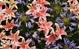 Colorful flowers decorate wallpaper (4) #6