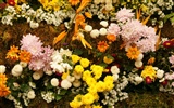 Colorful flowers decorate wallpaper (4) #9